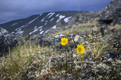 Tephroseris integrifolia atropurpurea