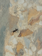 Brachyponera sennaarensis