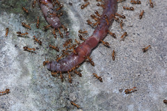 Oligochaeta