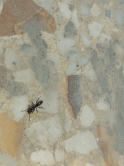 Brachyponera sennaarensis