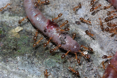 Oligochaeta