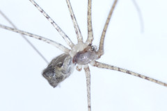 Pholcidae