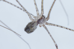 Pholcidae
