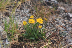 Tephroseris integrifolia atropurpurea