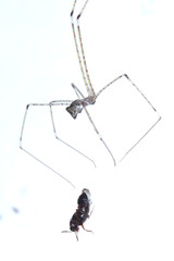 Pholcidae