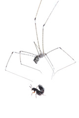 Pholcidae