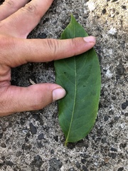 Dysoxylum mollissimum