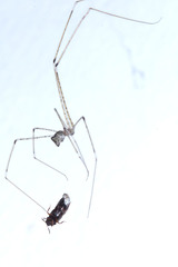 Pholcidae