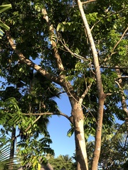 Dysoxylum mollissimum