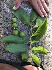 Dysoxylum mollissimum