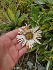 Celmisia holosericea