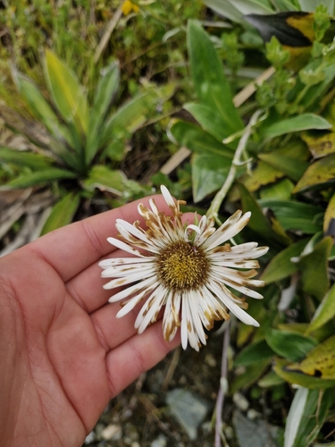 Celmisia holosericea, photograph 2