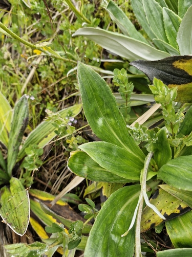 Celmisia holosericea, photograph 3