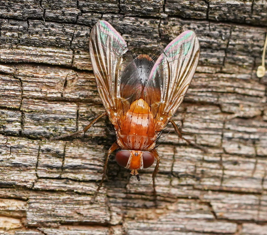 Glaurocarini
