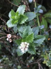 Baccharis sphaerocephala