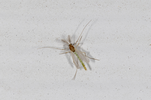 Unknown species found near Catheys Valley, CA, USA