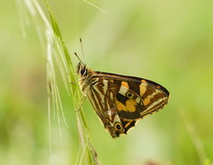 Oreixenica kershawi