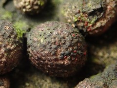 Dialonectria episphaeria