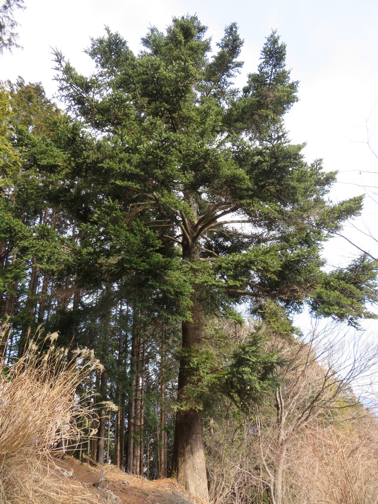 Linh sam Nhật – Abies firma