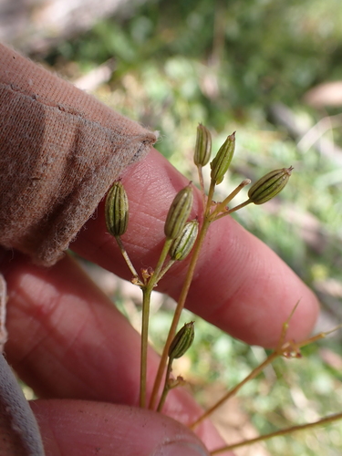 slender aniseed (Gingidia harveyana)