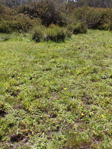 Hypoxis hygrometrica, photograph 6