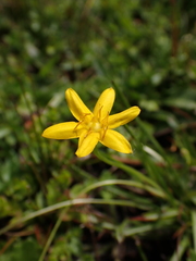 Hypoxis hygrometrica, photograph (c) Nina Kerr, some rights reserved (CC BY)