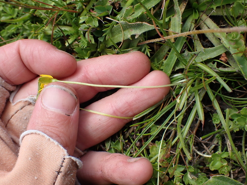Hypoxis hygrometrica, photograph 5