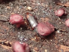 Rhizophagus bipustulatus