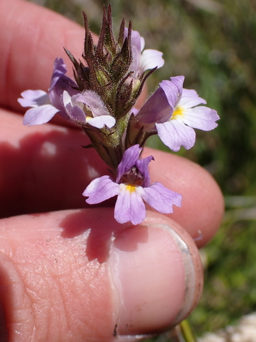 tailed eyebright (Euphrasia caudata)