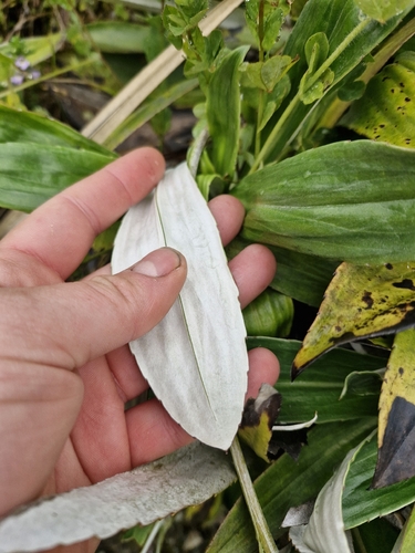 Celmisia holosericea, photograph 4