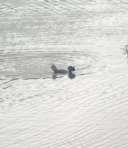 Musk Duck (Biziura lobata), photo 5
