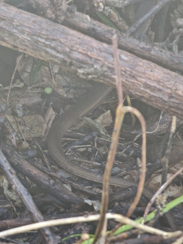Mayotte Smooth Snake