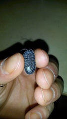 Armadillidium depressum