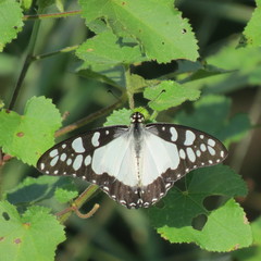 Graphium angolanus angolanus
