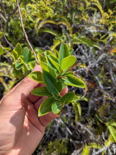 Wikstroemia elliptica observed 2026-02-26