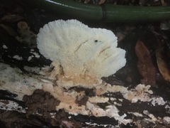 Protomerulius subreflexus