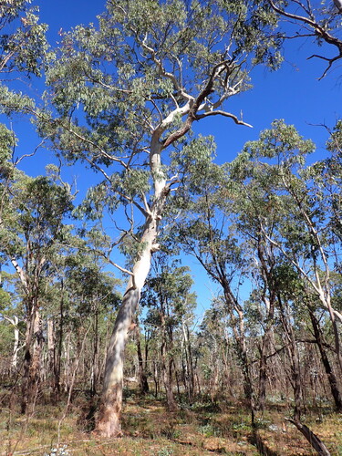 Eucalyptus mannifera, photograph 3