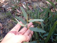 (c) Nina Kerr, some rights reserved (CC BY) Eucalyptus mannifera, photograph (c) Nina Kerr, some rights reserved (CC BY)