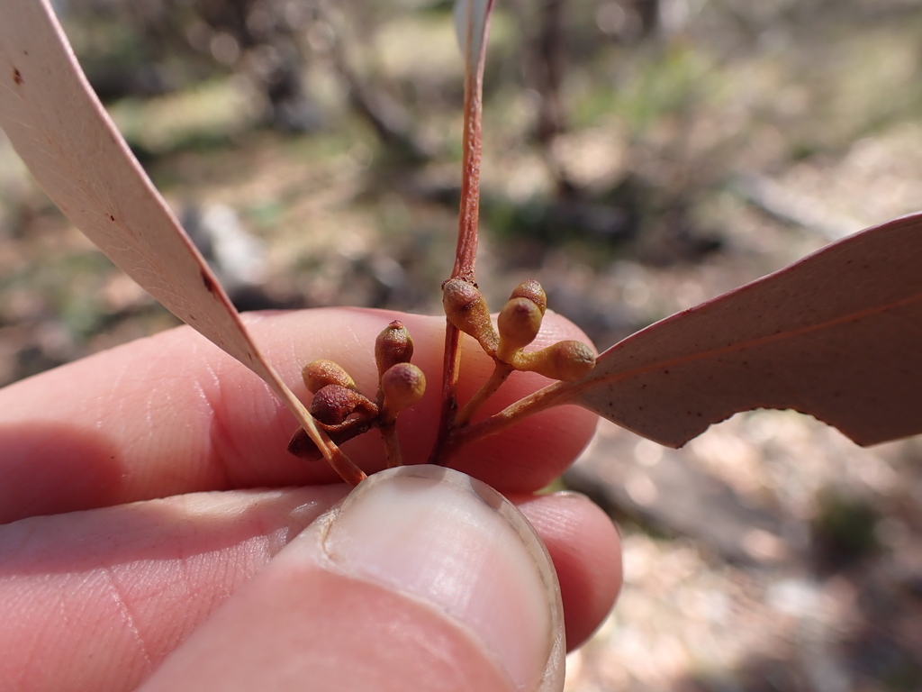 Eucalyptus mannifera; photograph (c) Nina Kerr, some rights reserved (CC BY)