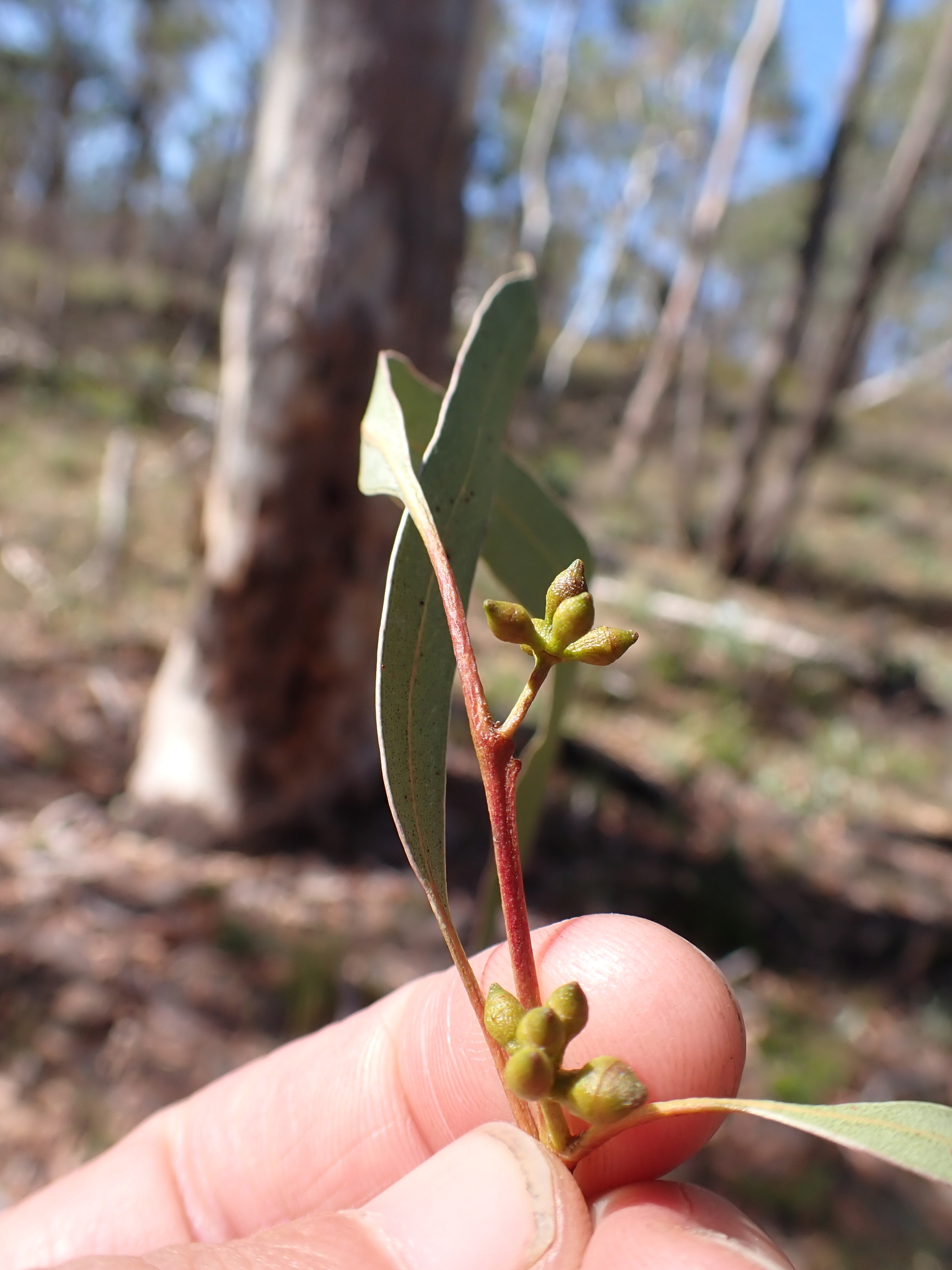 Brittle Gum (Eucalyptus mannifera)