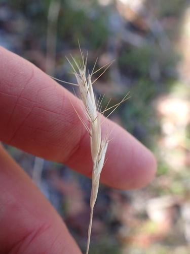Velvet Wallaby-grass (Rytidosperma pilosum)