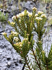 Diosma oppositifolia