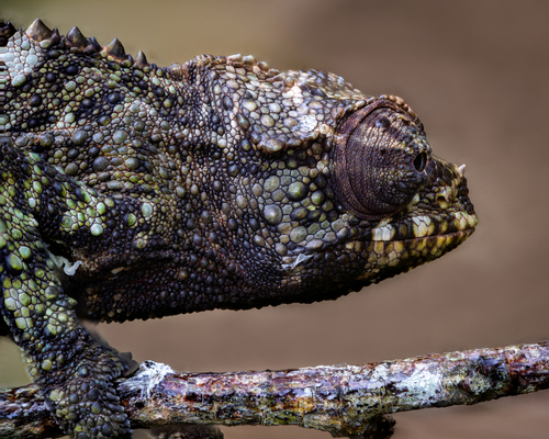 Jackson's Chameleon