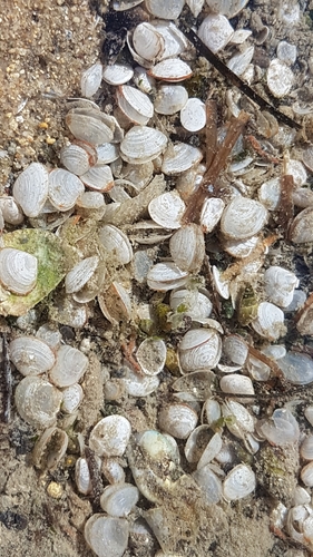 Peppery Furrow Shell
