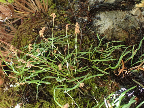 Grass Fern (Schizaea rupestris)