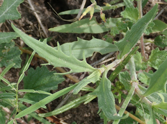 Oxygonum alatum image