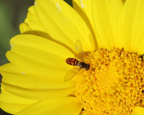 Unknown species found near Chula Vista, CA, USA