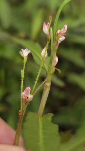 Persicaria praetermissa, photograph 5