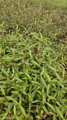 Persicaria praetermissa, photograph (c) Petra Holland, some rights reserved (CC BY)