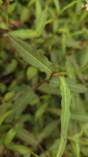 Persicaria praetermissa, photograph 6